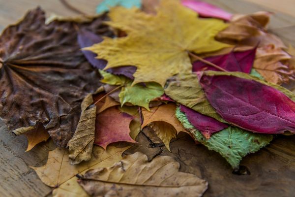 Bunte Herbstblätter